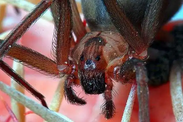 MALE SYDNEY FUNNEL-WEB SPIDER ATRAX ROBUSTUS